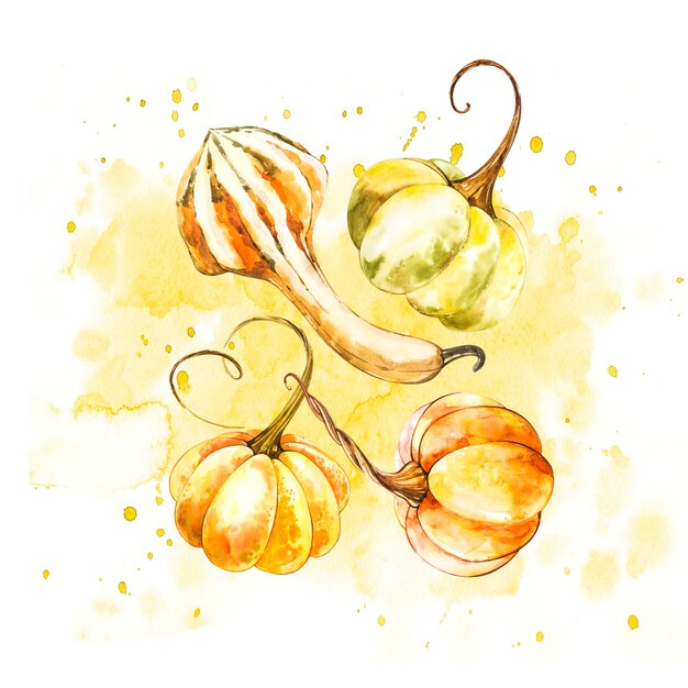 Pumpkin. Hand drawn watercolor painting on white. Watercolor illustration with a splash.