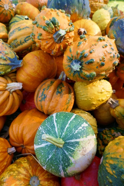 Pumpkin Harvest. Decorative yellow and green pumpkins