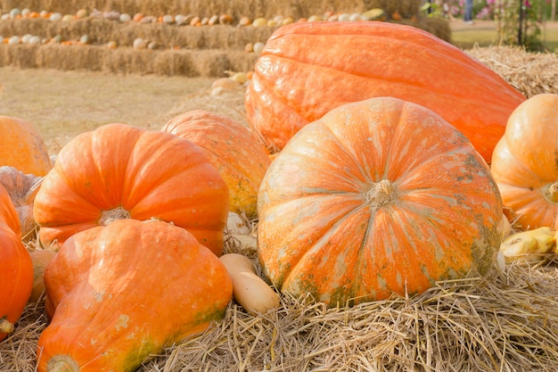 Pumpkin harvest season on the farm