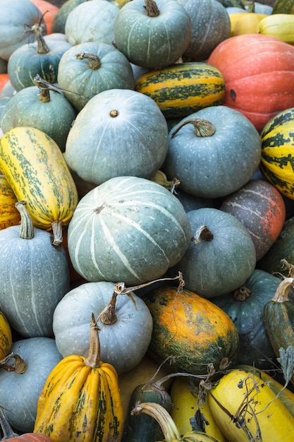 Pumpkin harvesting on the field, different types of pumpkin