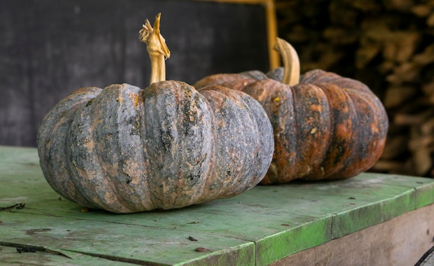 A pumpkin is a cultivar of winter squash that is round with smooth slightly ribbed skin and is mos