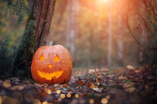 Pumpkin jack o lantern on autumn leaves in dark Forest