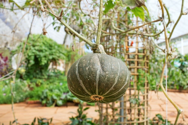 Pumpkin organic farm in greenhouse