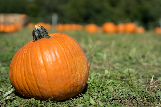 Pumpkin patch in Octorber