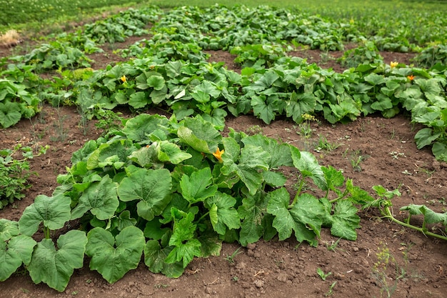 Pumpkin plantation Gardening vegetable garden agriculture rural