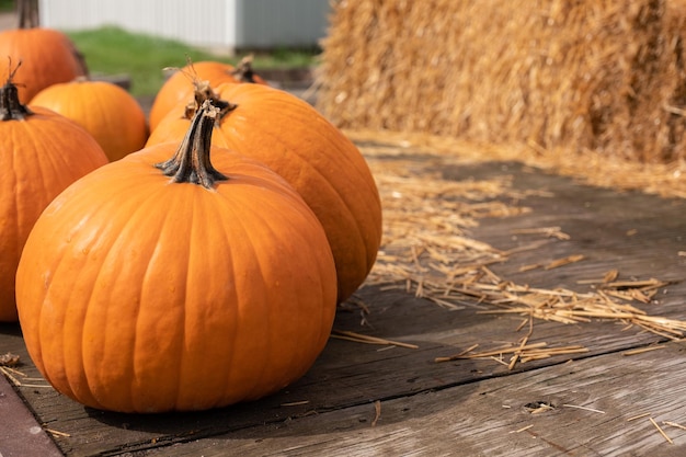 Pumpkin for sale at a pumpkin patch