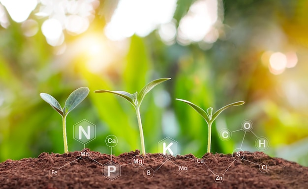 Pumpkin seedlings grow from fertile ground and have technology icons about minerals in the soil suit