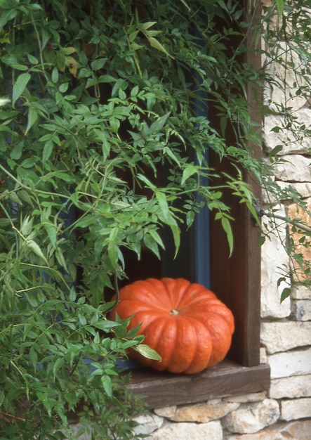 a pumpkin sits in a window with a plant in the background