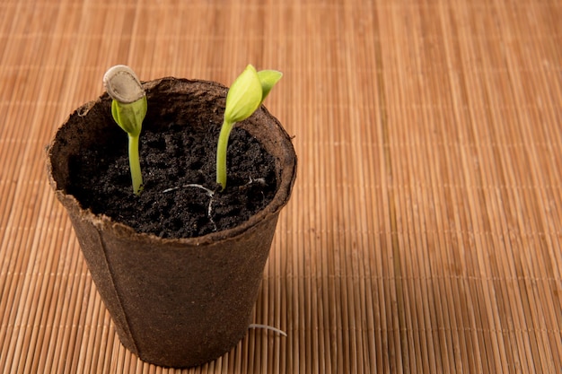 Pumpkin sprouts with a seed on a leaf in a peat pot on a brown napkin with copy space