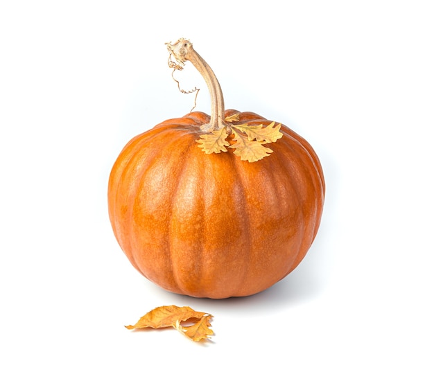 Pumpkin with autumn leaves isolated on a white background Side view