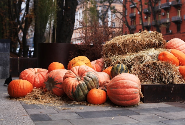 Pumpkins. decor for the autumn season