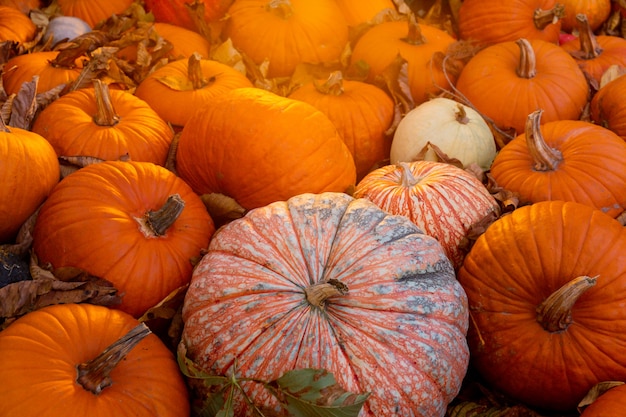 Pumpkins on the dry leaves at the pumpkin patch at the sunset. Outdoor farmer market. Street decoration for Thanksgiving Day and Halloween. Autumn still-life. October and Nov ember celebration.