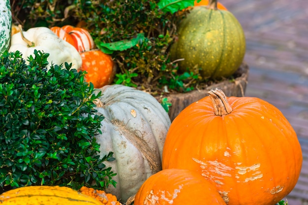 Pumpkins in the garden closeup