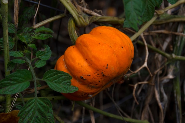 Pumpkins in garden. Orange Pumpkins on vines. Harvest time.