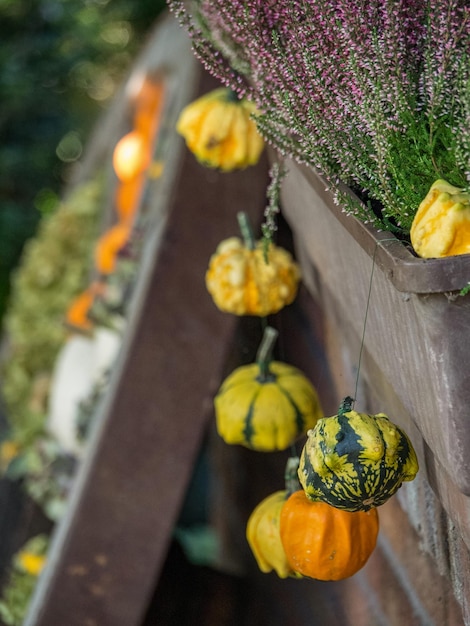 Photo pumpkins in germany