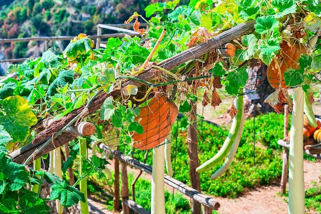 Pumpkins growing in the garden in Ravello village, Amalfi coast, Italy