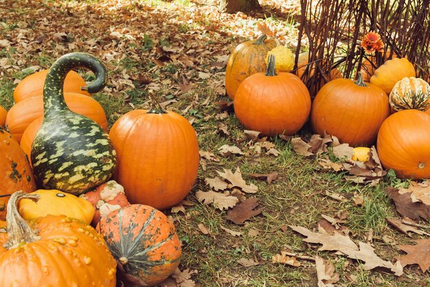 Pumpkins Halloween home decor on ground Halloween and Thanksgiving decoration for home