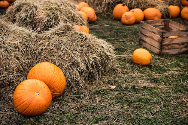 Pumpkins on hay