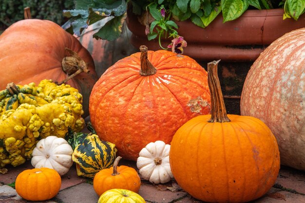 Pumpkins in market during autumn