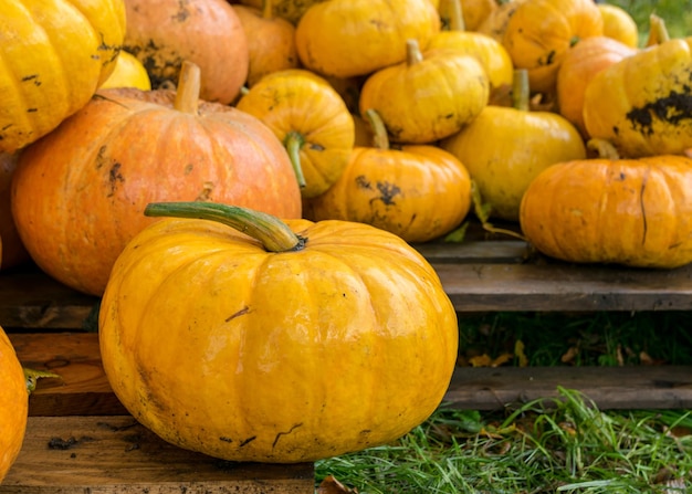 Pumpkins at market stall