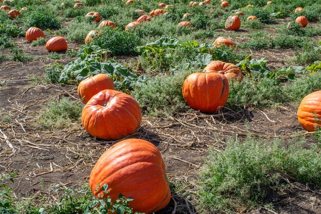 Pumpkins in a pumpkin patch in fall on a farm