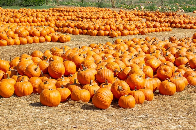 Pumpkins in a pumpkin patch in fall on a farm