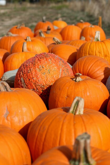 Pumpkins for sale at market stall