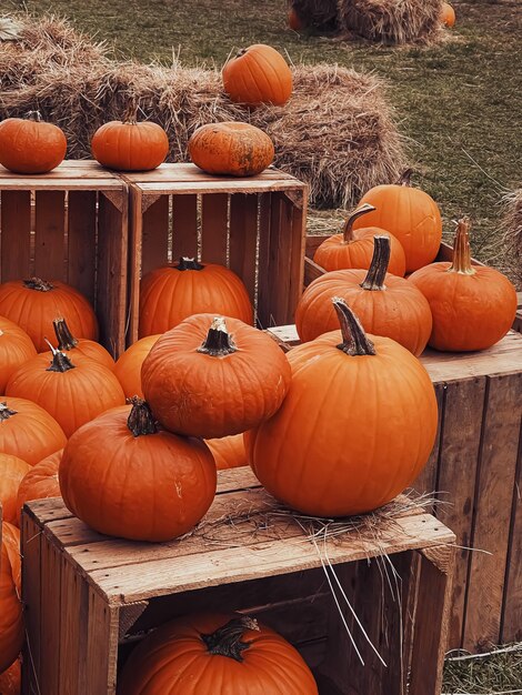 Pumpkins for sale at market