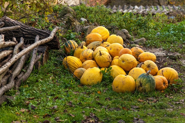 Photo pumpkins stacked on the farm, many piles of yellow pumpkins on the field