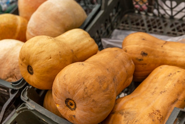 Pumpkins of various shapes on the counter in the store bTraditional seasonal vegetable health and healthy foods Closeup