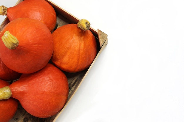 Pumpkins on white background Autumn still life with orange pumpkins twine on table craft background Thanksgiving holliday vintage style