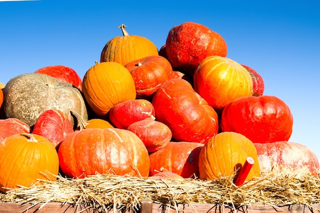 Pumpkins with different colours on a farmer's market. Organic farm concept.