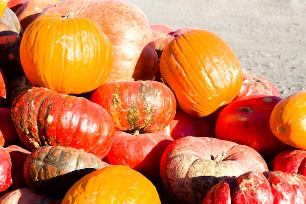 Pumpkins with different colours on a farmer's market. Organic farm concept.