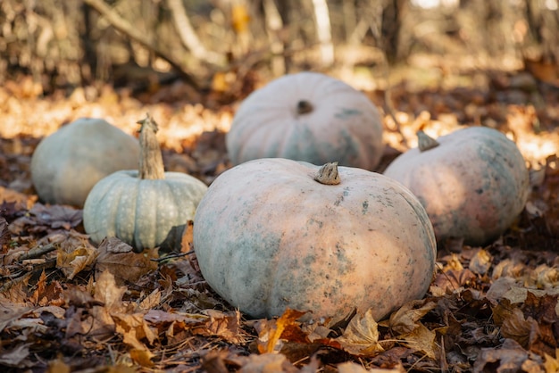 Pumpkins with fallen autumn leaves around