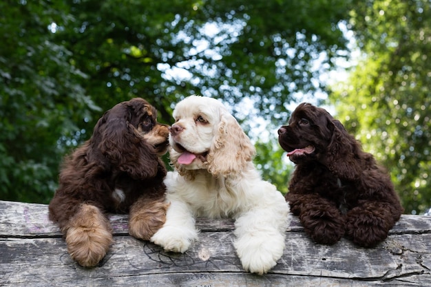 Puppies American Cocker Spaniel with cute faces looking at the camera. Dogs in nature.