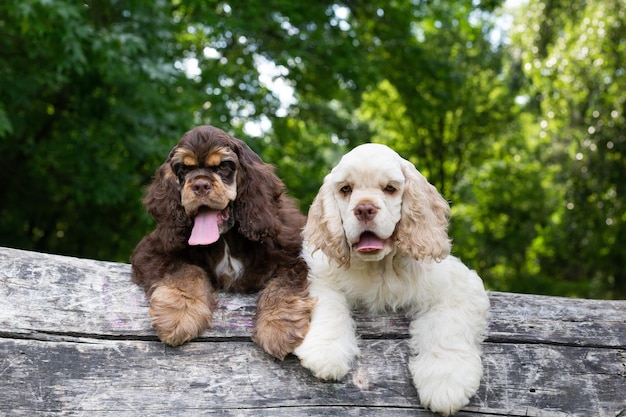 Puppies American Cocker Spaniel with cute faces looking at the camera. Dogs in nature.