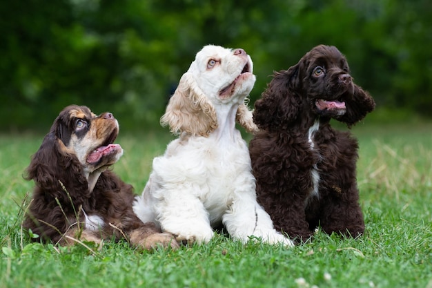 Puppies American Cocker Spaniel with cute muzzles on the grass.