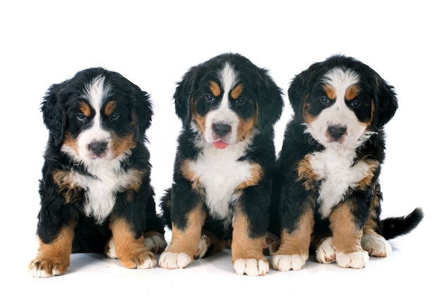 puppies bernese moutain dog