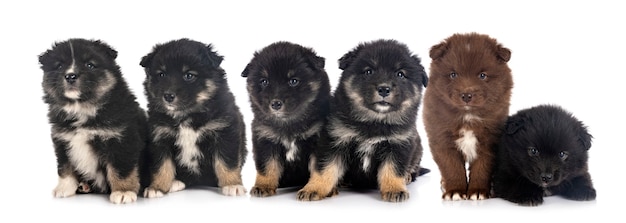 Puppies Finnish Lapphund isolated on white