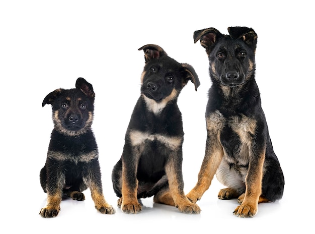 Puppies german shepherd in front of white background