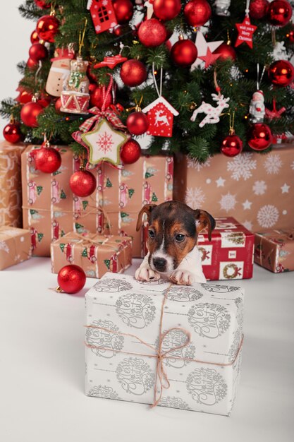 puppies jack russell terrier in new year's interior