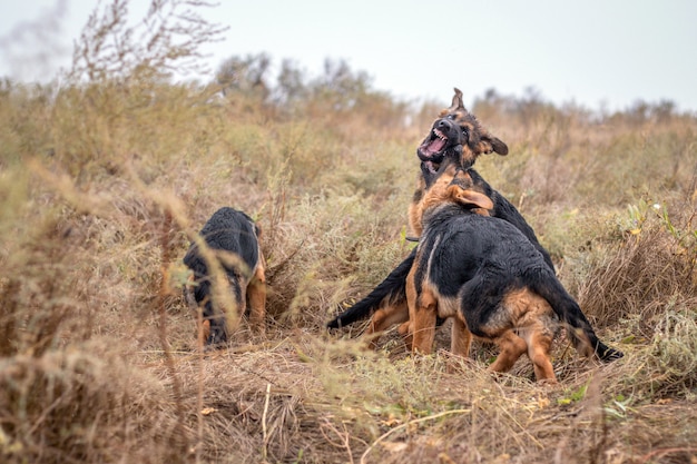 Puppies playing outdoors. German Shepherd dogs in autumn field. Domestic animal. Home pet and family guardian. Wild nature.