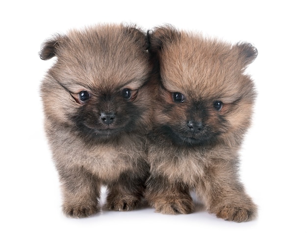 puppies pomeranian in studio