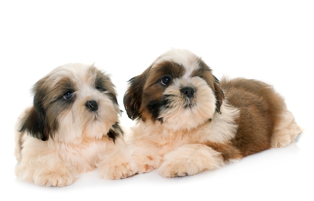 puppies shih tzu