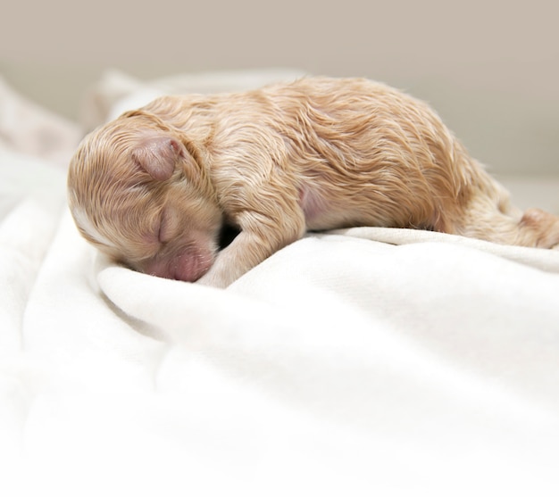 Puppies sleeping