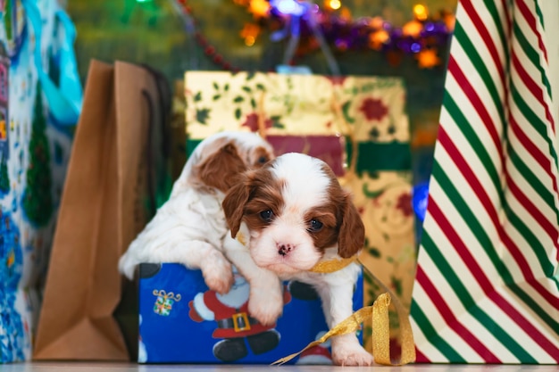 Puppies, small dogs Cavalier King Charles Spaniel for Christmas by a Christmas tree, postcard.