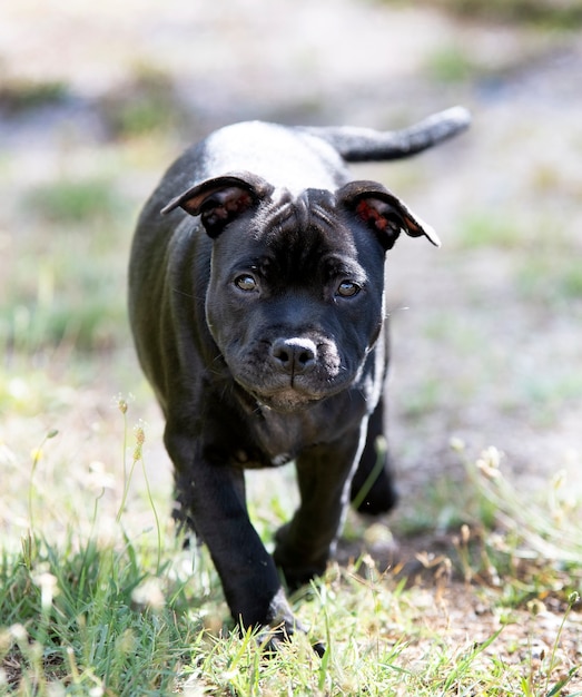 Puppt staffordshire bull terrier free in a garden