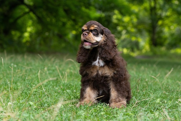 Puppy American Cocker Spaniel of brown color with a cute muzzle sits on the grass.