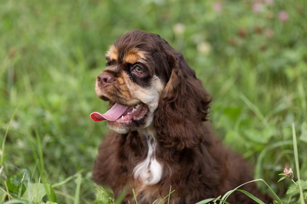 Puppy American Cocker Spaniel of brown color with a cute muzzle sits on the grass.