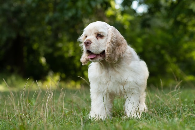 Puppy American Cocker Spaniel white on the grass.